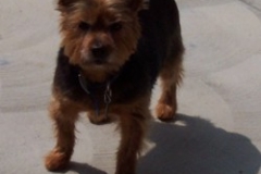 joey_blog