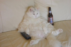 vegoncouch