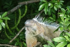 6_13_2006_6_55_28_AM_0113