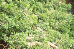 6_13_2006_6_06_05_AM_0049