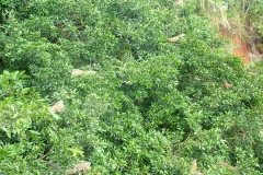 6_13_2006_6_54_38_AM_0110