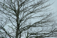 6_13_2006_9_10_45_AM_0136