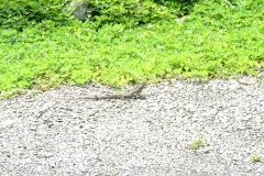 6_15_2006_10_55_40_AM_0164