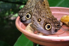 6_15_2006_11_28_22_AM_0181