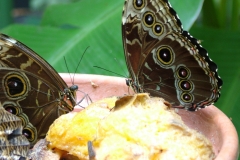 6_15_2006_11_47_45_AM_0198