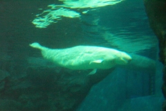 DCP_1243