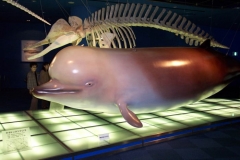 DCP_1244
