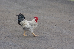 DSC02342