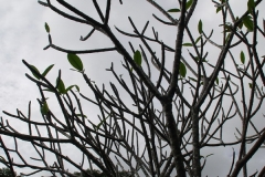 DSC02505