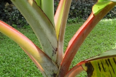 DSC02531