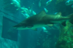 DCP_0976
