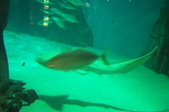 DCP_0977