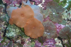 DCP_0507