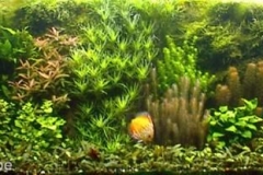cootank