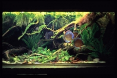 galza5