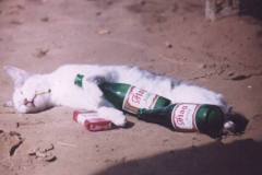 badkitty2