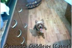 cassie_puppycut