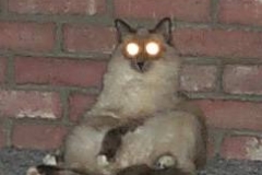 demoncat2