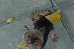 dinky
