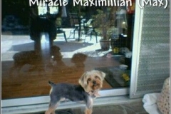 max_puppycut