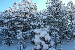 DSCF1157