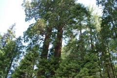 DSCF0222