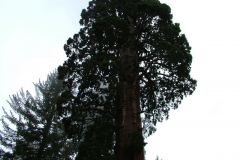 DSCF0223