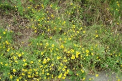 DSCF0264